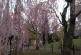 中島公園桜