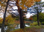 公園の紅葉