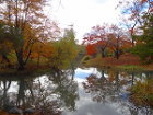 池に映る紅葉