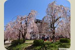 しだれ桜