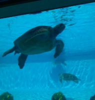 沖縄水族館